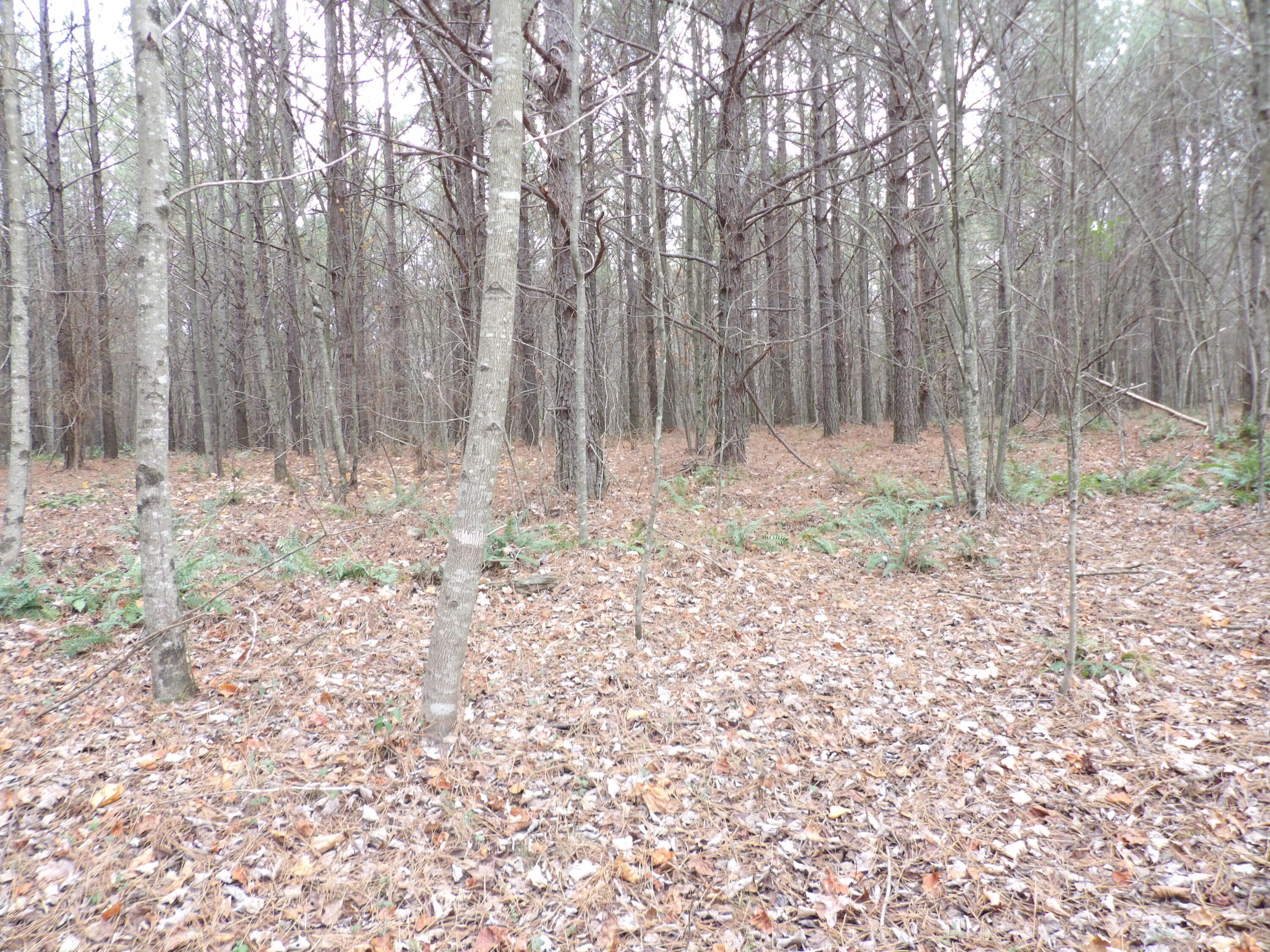 Lot 19 Summercity Road Evensville, TN 37332 - Photo 9 of 20 100_2067