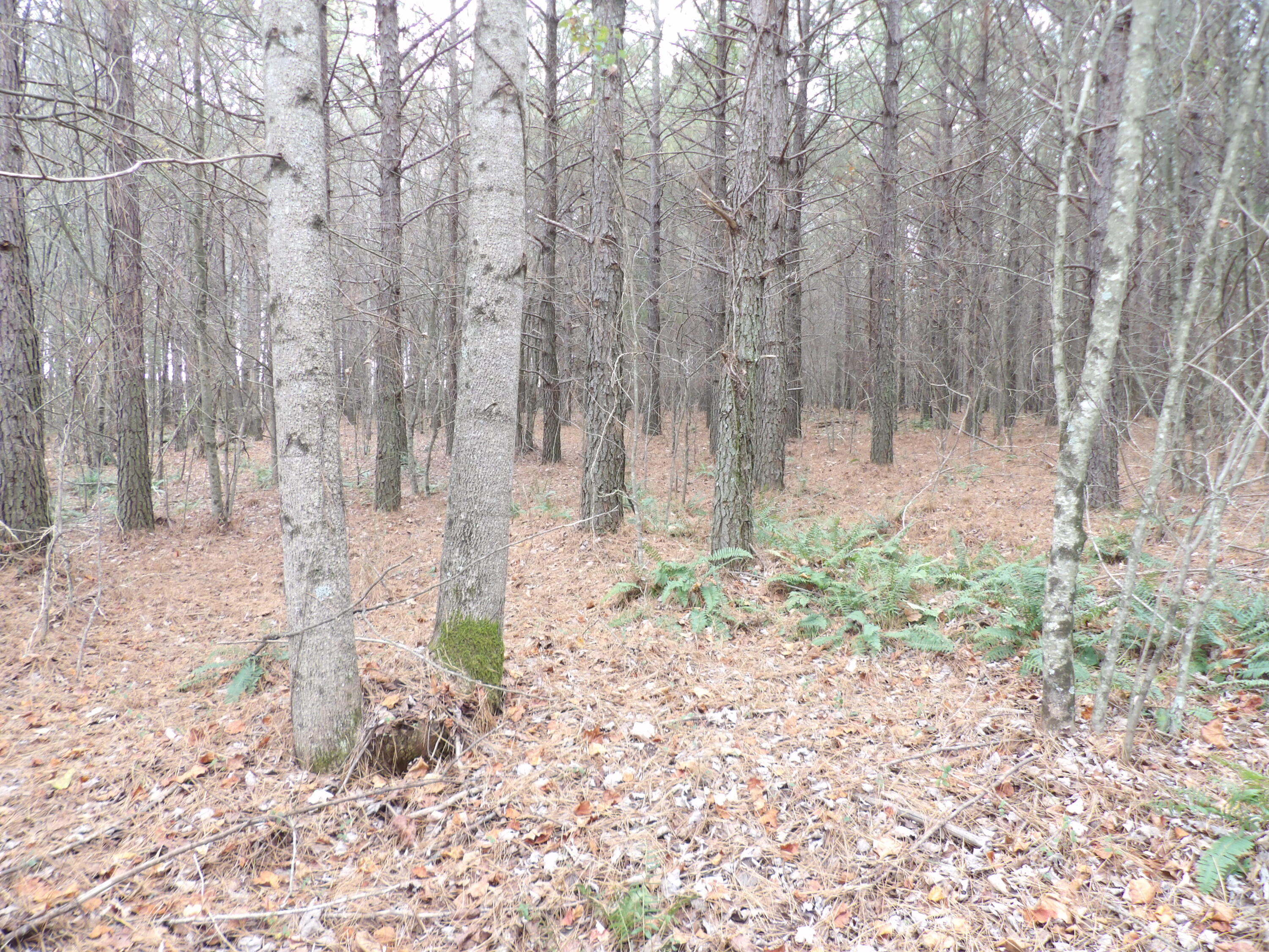 Lot 19 Summercity Road Evensville, TN 37332 - Photo 10 of 20 100_2068