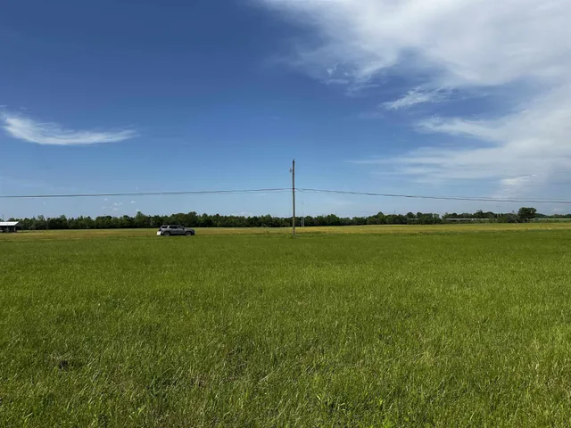 a view of lush green forest
