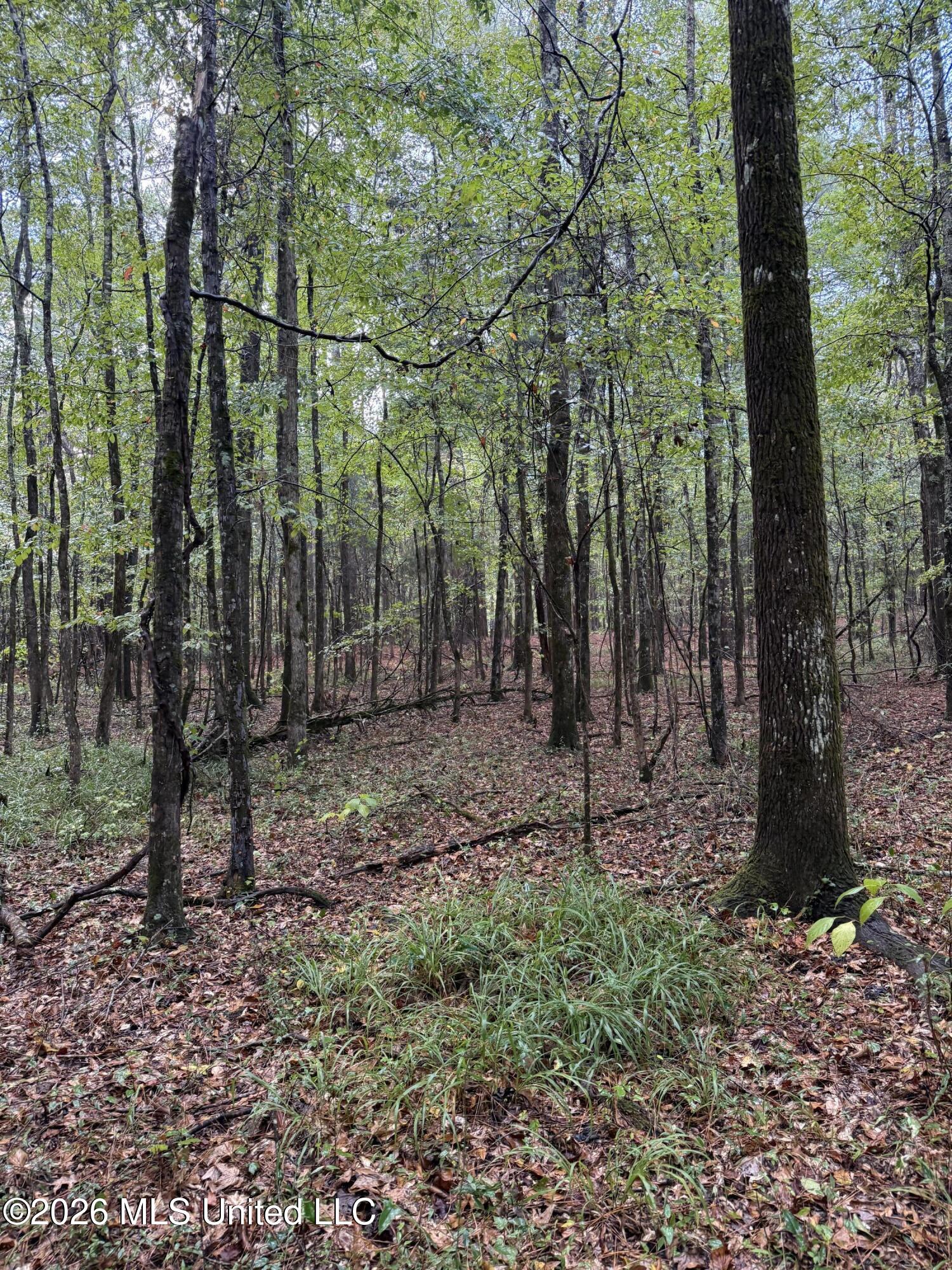 4167 County Road Sallis, MS 39160 - Photo 23 of 38 IMG_8971