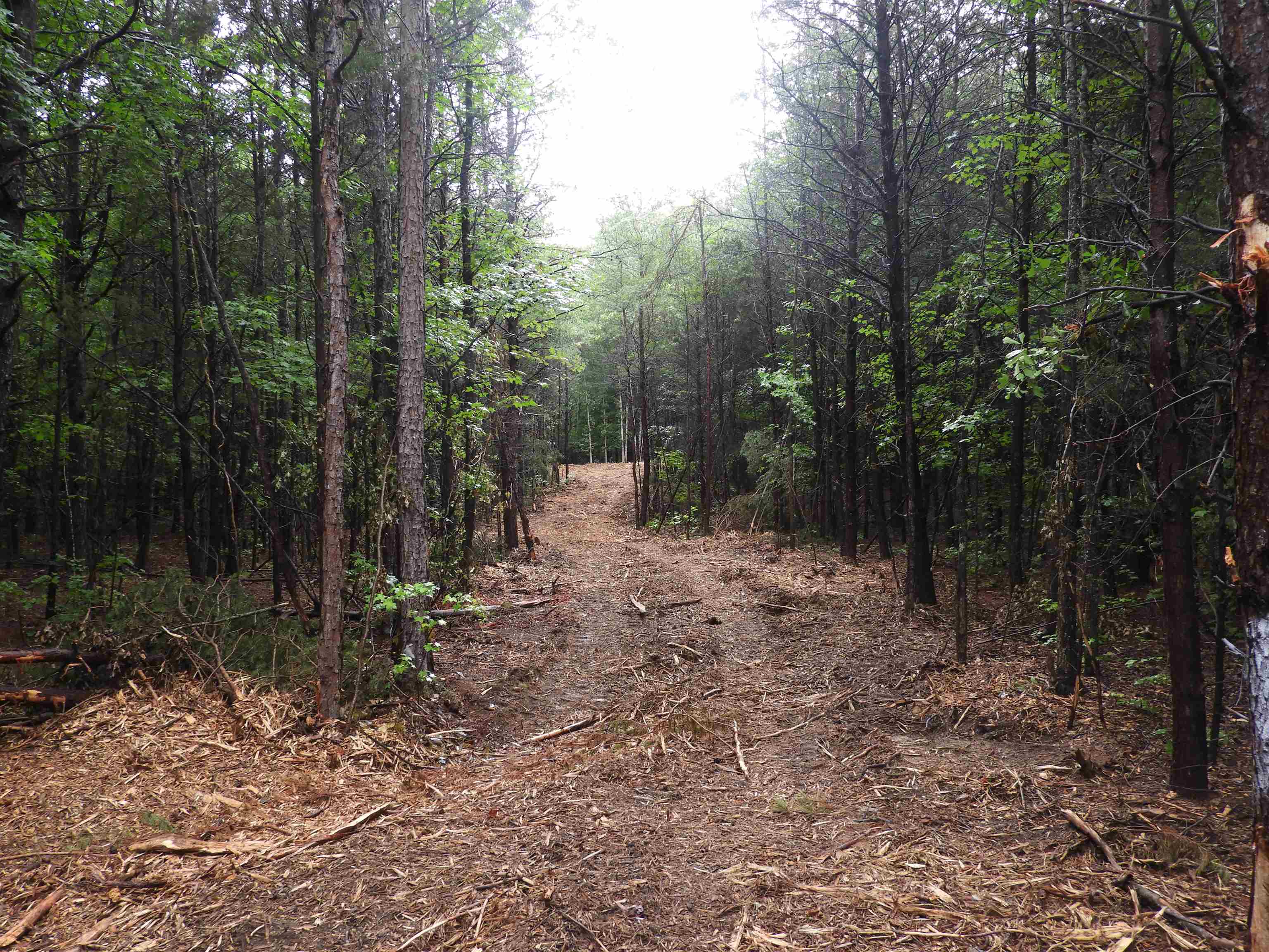 2109-tract D 2109-tract D Riddle Road Pauline, SC 29374 - Photo 6 of 42