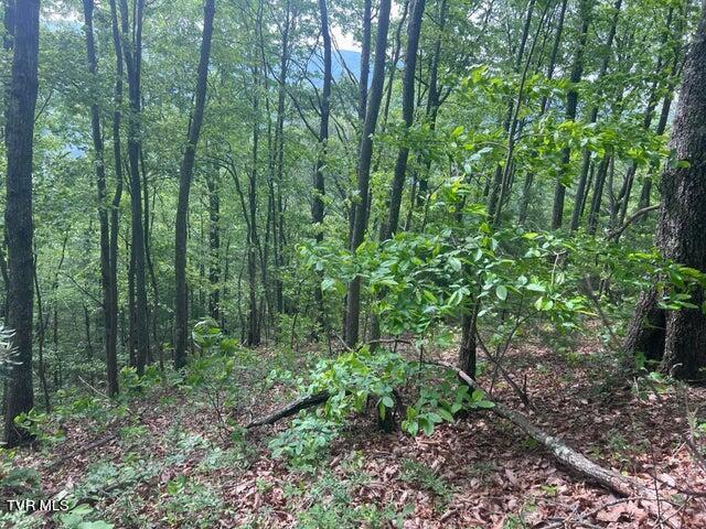 Tbd John Glover Road Hampton, TN 37658 - Photo 18 of 29 0JG 35