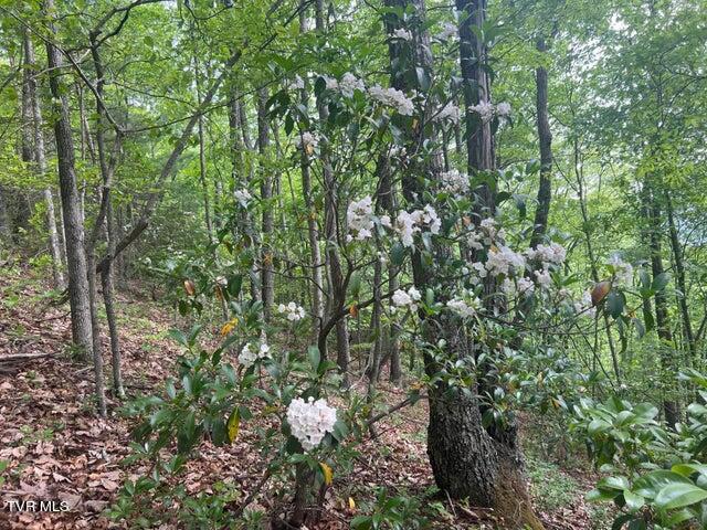 Tbd John Glover Road Hampton, TN 37658 - Photo 20 of 29 0JG 30