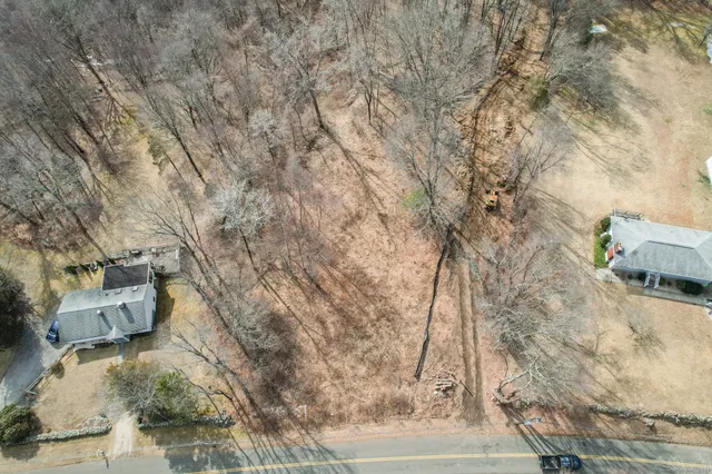 a view of a forest that has a tree in it