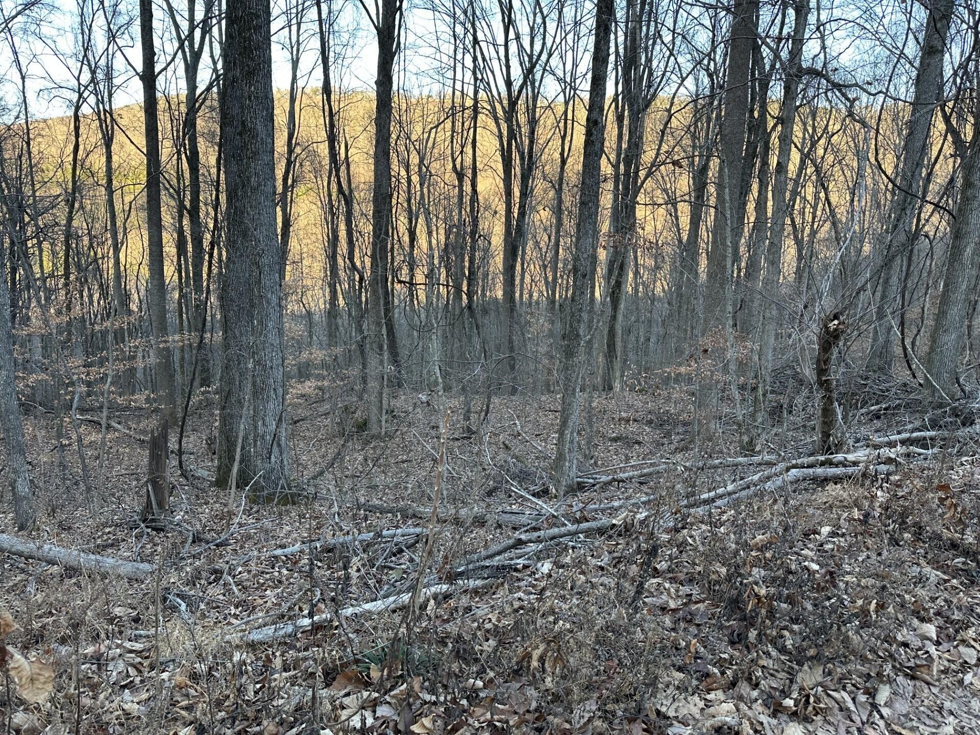 3233 Stone Rdg Road Pikeville, TN 37367 - Photo 2 of 3 a view of a forest with trees in the background