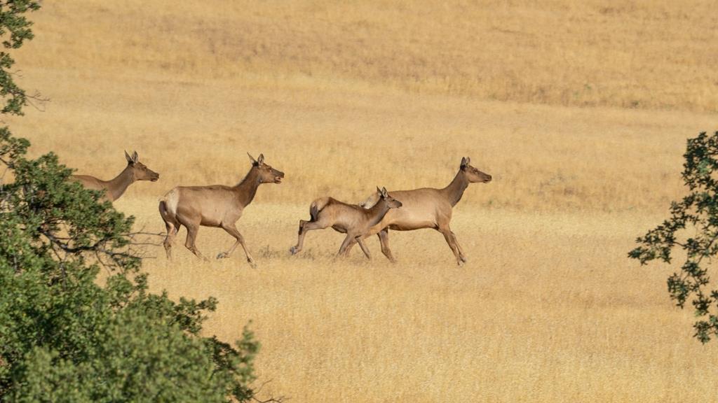 47069 Crump Lane Coalinga, CA 93210 - Photo 31 of 74