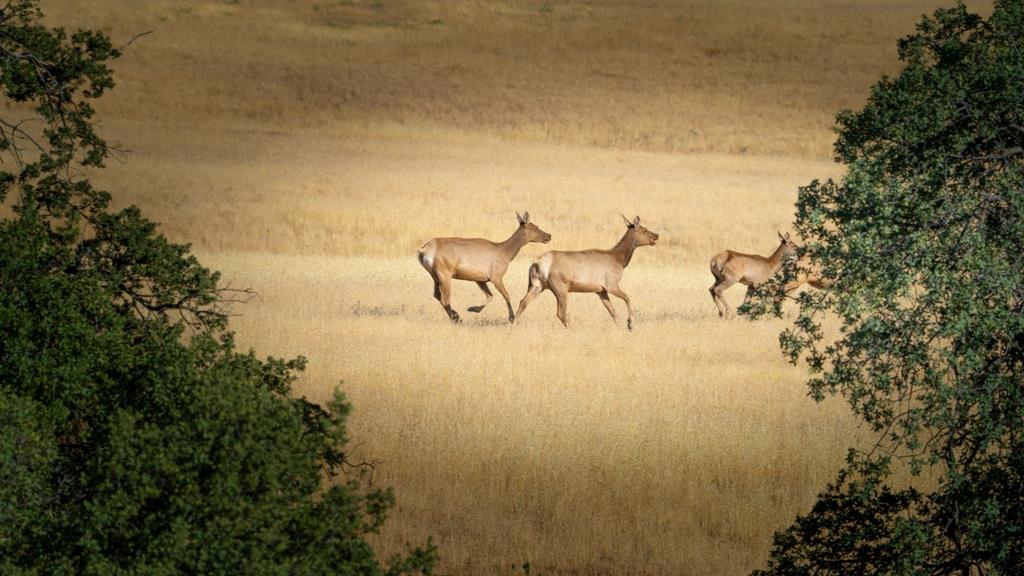 47069 Crump Lane Coalinga, CA 93210 - Photo 32 of 74