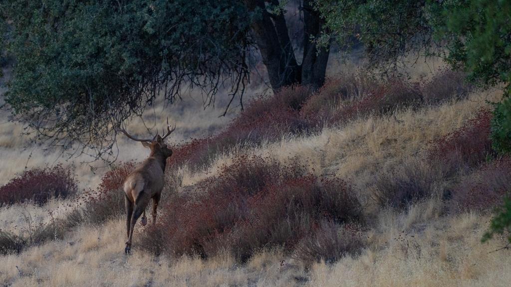 47069 Crump Lane Coalinga, CA 93210 - Photo 33 of 74