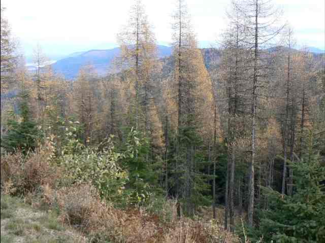 0 Lower Road, Unit LOT 29 Mead, WA 99021 - Photo 2 of 3 Gallery Image 2