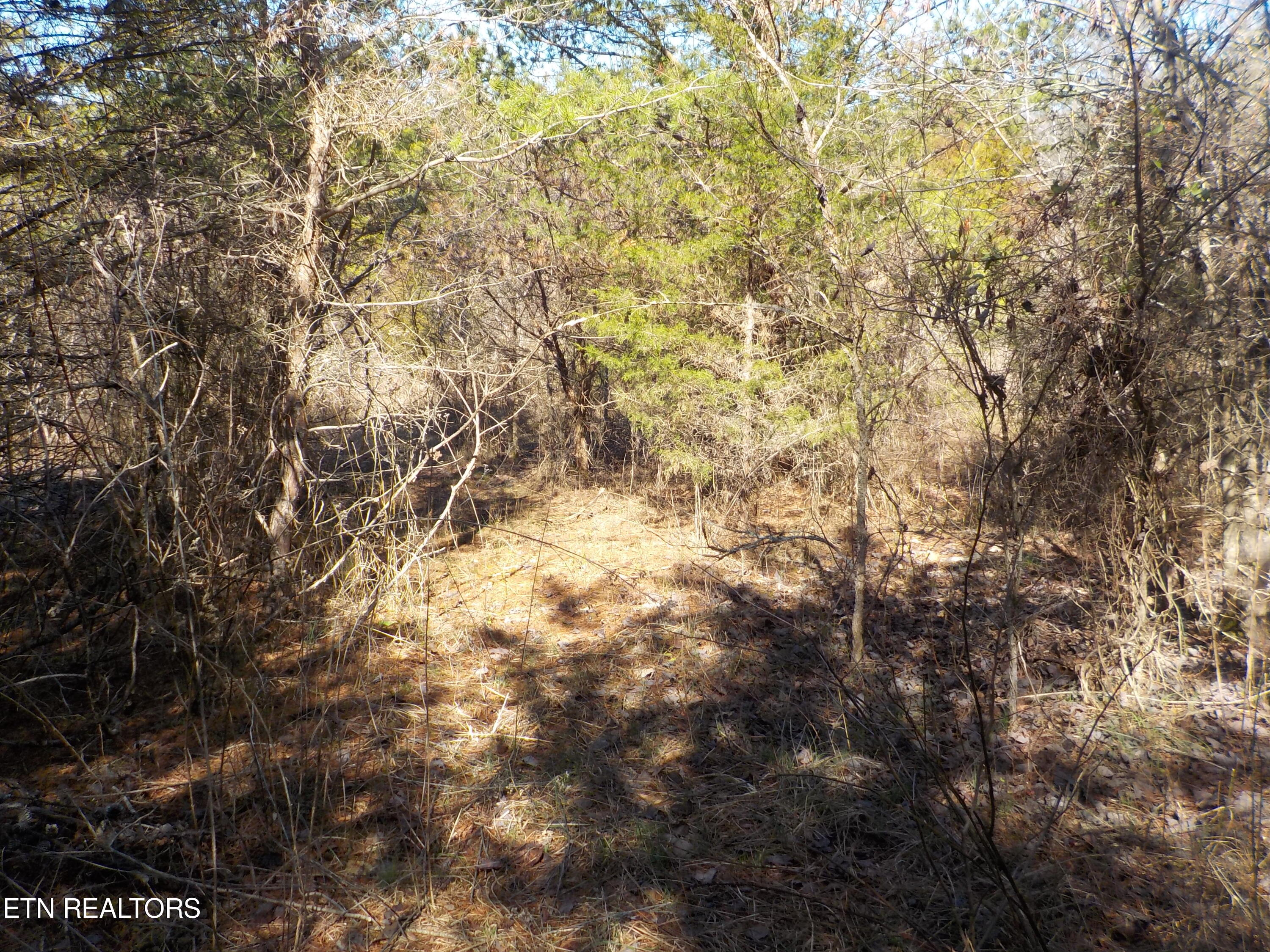 Kicking True Way Bean Station, TN 37708 - Photo 3 of 13 DSCN3197