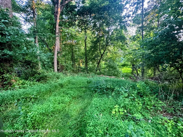 a view of lush green forest