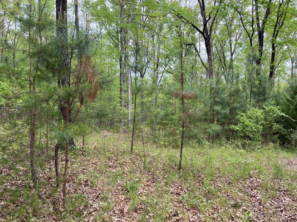 251 Spring Valley Road Seneca, SC 29678 - Photo 1 of 10 Gallery Image 1