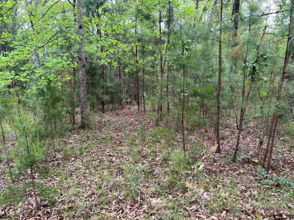 251 Spring Valley Road Seneca, SC 29678 - Photo 2 of 10 Gallery Image 2