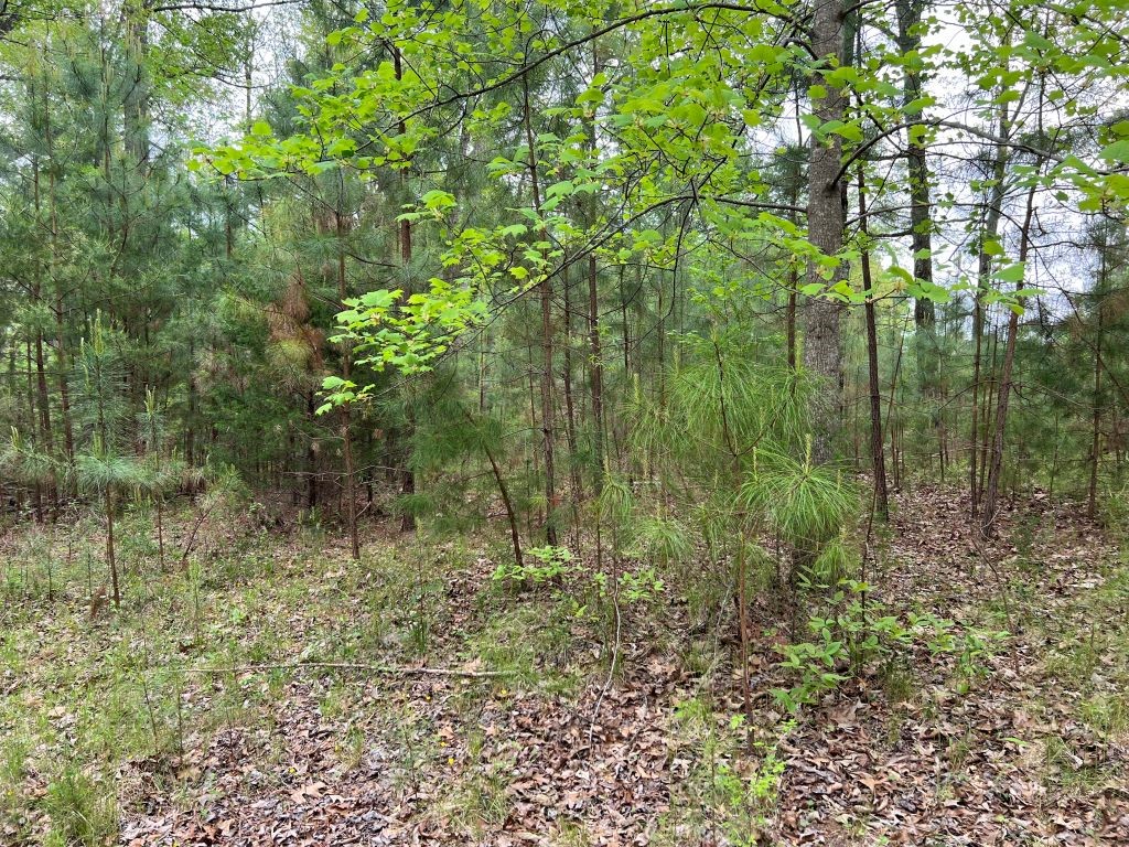 251 Spring Valley Road Seneca, SC 29678 - Photo 3 of 10 Gallery Image 3
