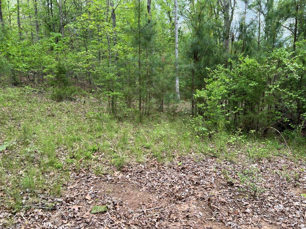 251 Spring Valley Road Seneca, SC 29678 - Photo 6 of 10 Gallery Image 6