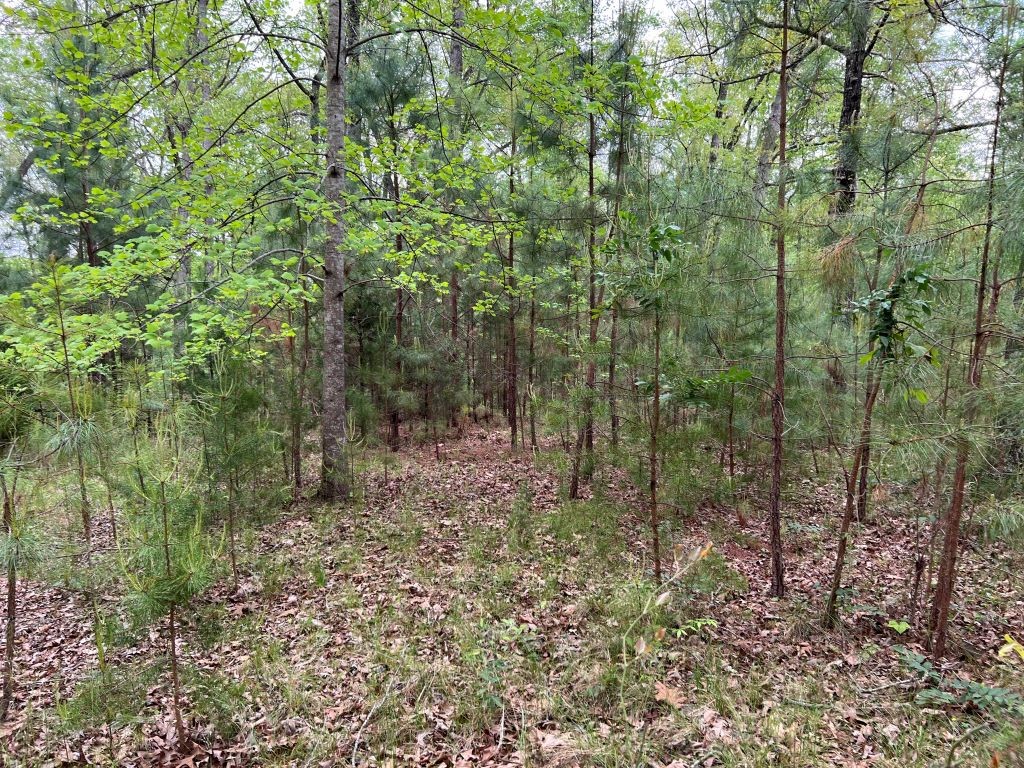 251 Spring Valley Road Seneca, SC 29678 - Photo 7 of 10 Gallery Image 7