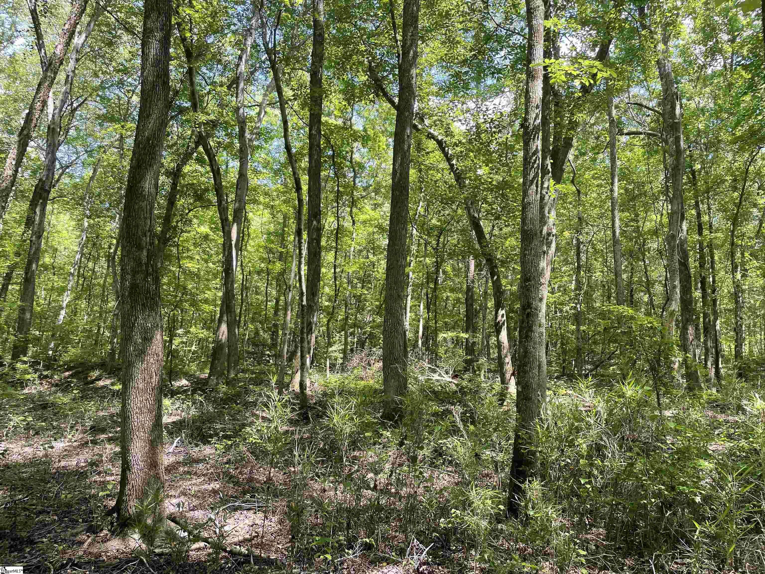 0 Clatworthy Road Honea Path, SC 29654 - Photo 6 of 25