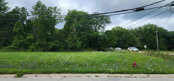 a view of a yard