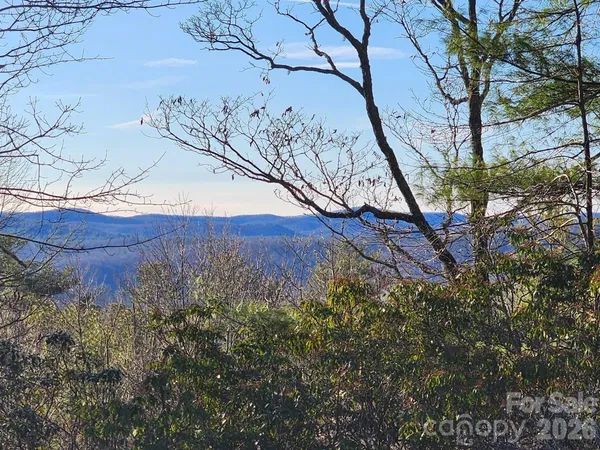 a view of a forest with a tree