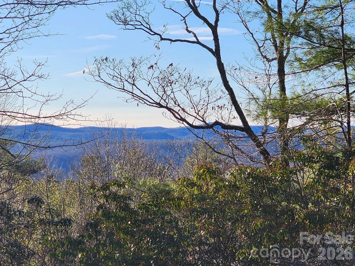 a view of a forest with a tree