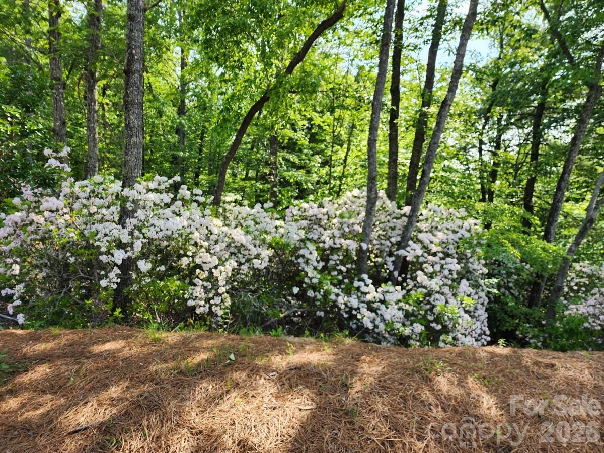9999 Bulling Creek Road Penrose, NC 28766 - Photo 7 of 8 a view of backyard with green space