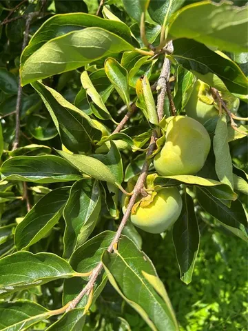 $440,000 | 7400 East Highway 25, Belleview, FL 34420