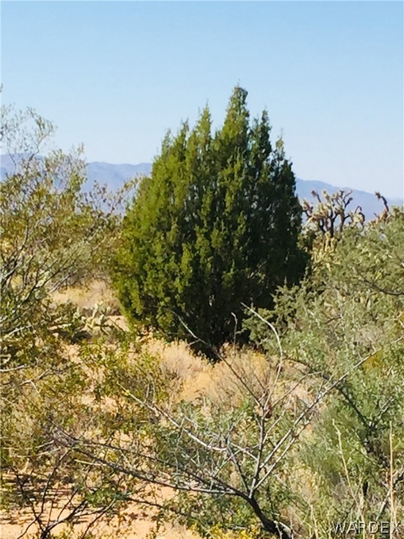 167 South Gold Mine Road Yucca, AZ 86438 - Photo 3 of 25 Gallery Image 3