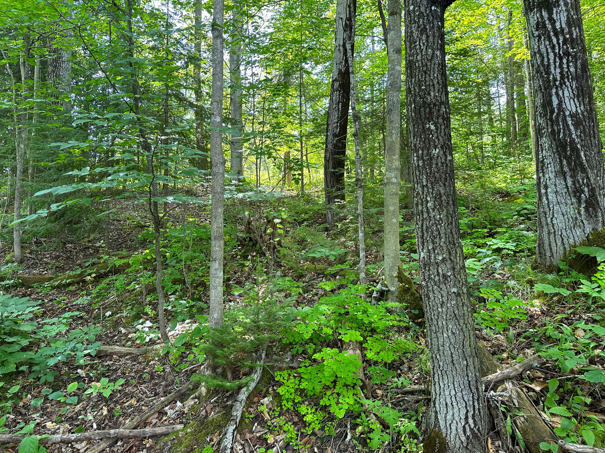 1363 Cheeseman Road St. Ignace, MI 49781 - Photo 11 of 35 Gallery Image 11