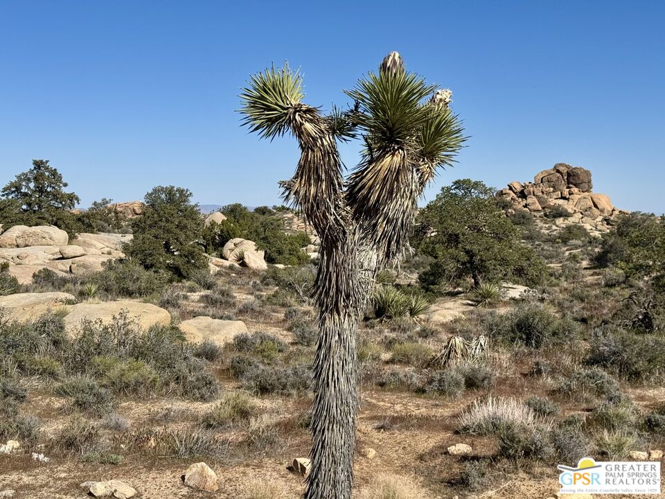 900 Parson Ranch Road Landers, CA 92285 - Photo 1 of 14 a picture of a tree