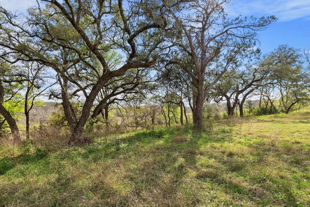 a view of yard with trees