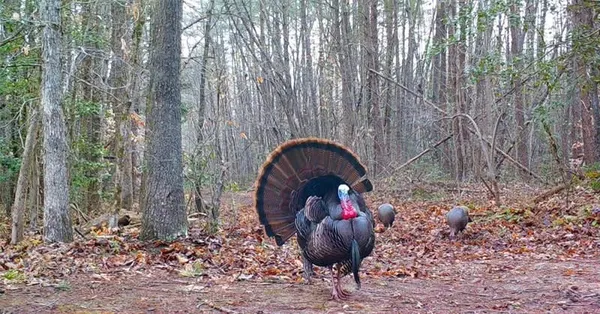 $1,300,000 | 17539 East 2600 North Road, Lexington, IL 61753