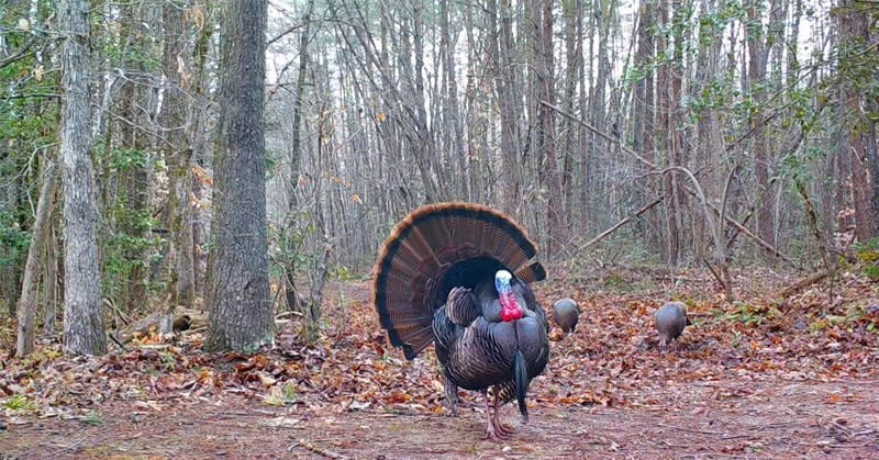 17539 East 2600 North Road Lexington, IL 61753 - Photo 76 of 94