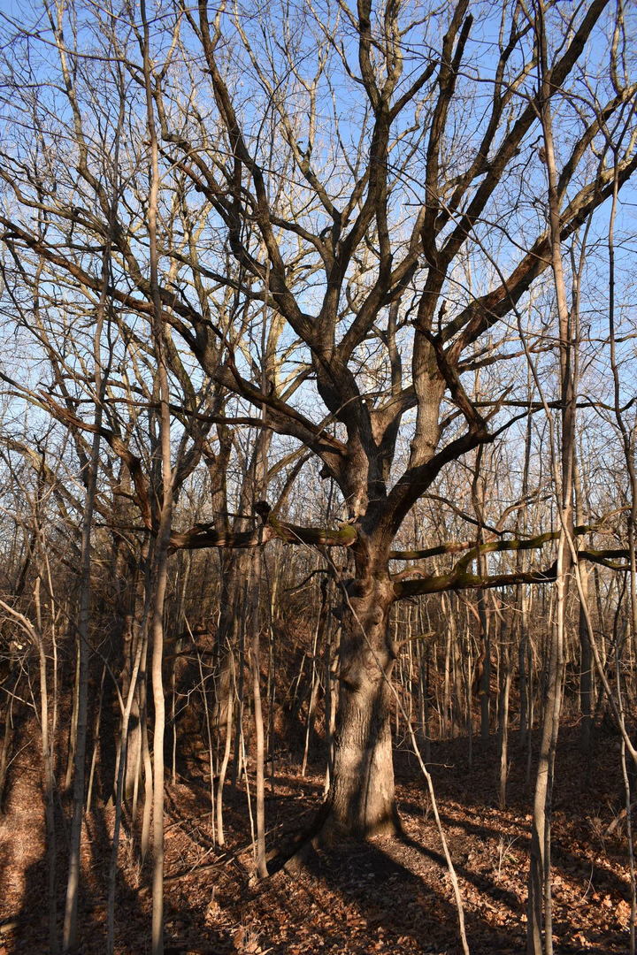 17539 East 2600 North Road Lexington, IL 61753 - Photo 78 of 94