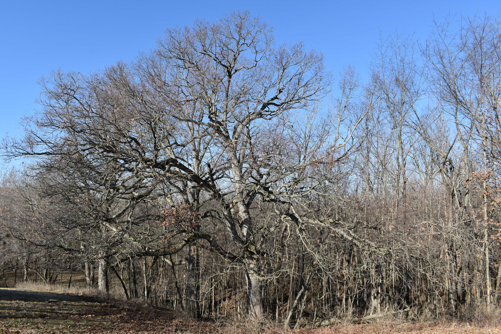 17539 East 2600 North Road Lexington, IL 61753 - Photo 79 of 94