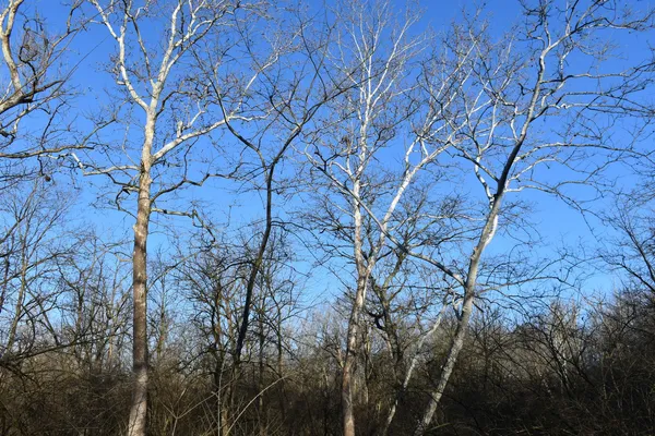 $1,300,000 | 17539 East 2600 North Road, Lexington, IL 61753