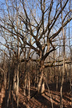 $1,300,000 | 17539 East 2600 North Road, Lexington, IL 61753