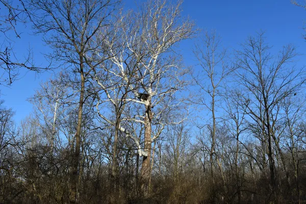 $1,300,000 | 17539 East 2600 North Road, Lexington, IL 61753