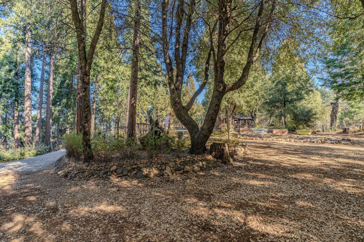 24985 Shake Ridge Road Volcano, CA 95689 - Photo 26 of 92