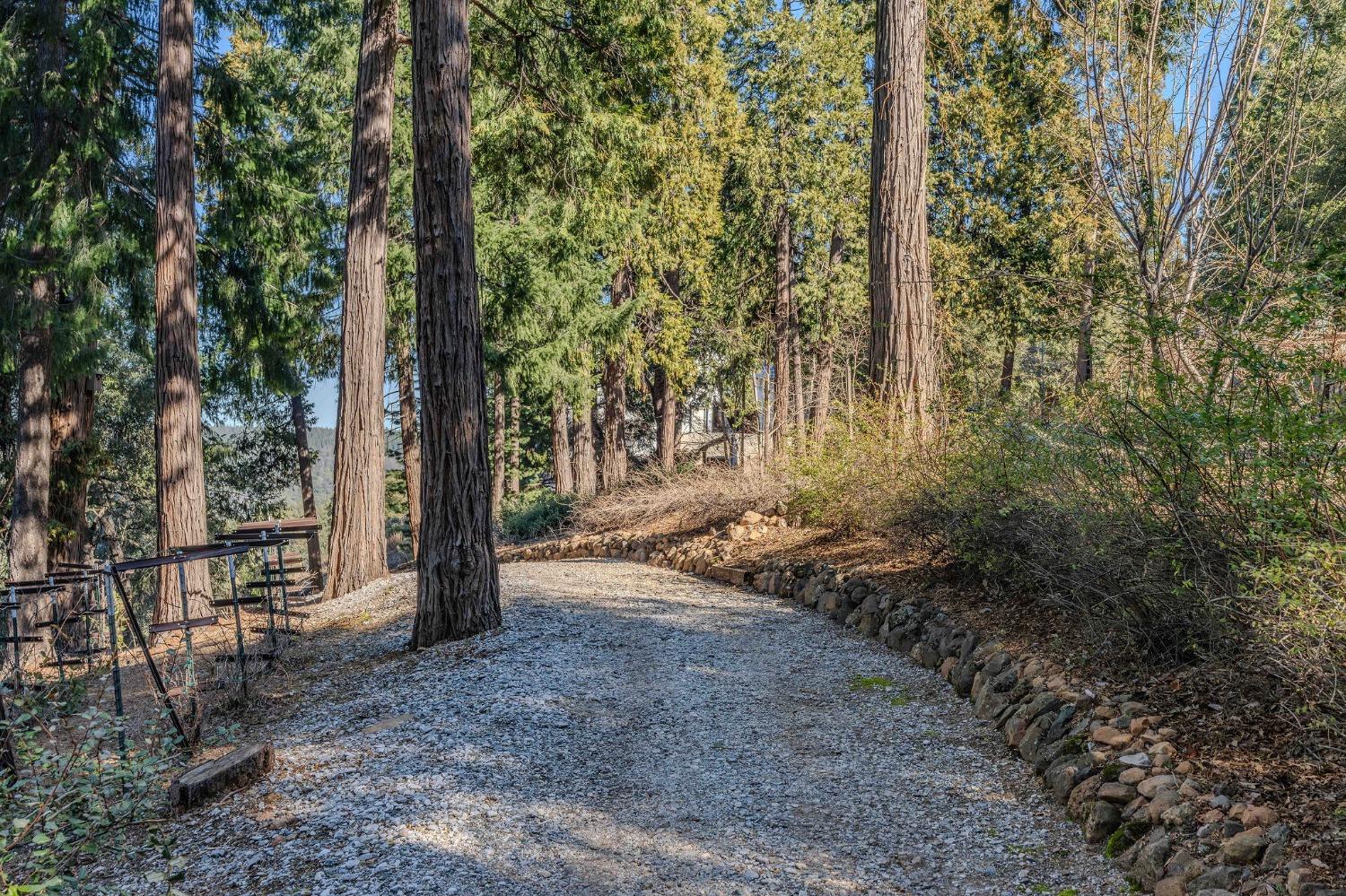 24985 Shake Ridge Road Volcano, CA 95689 - Photo 74 of 92 a view of a forest with trees in the background