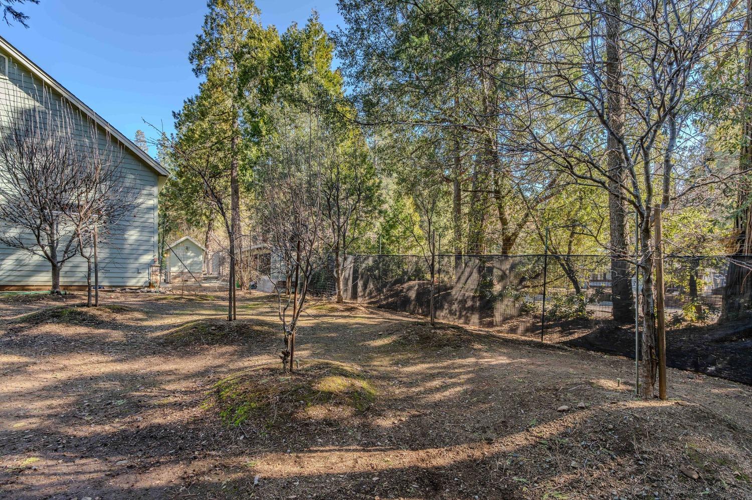 24985 Shake Ridge Road Volcano, CA 95689 - Photo 79 of 92 a view of a tree in the middle of a yard