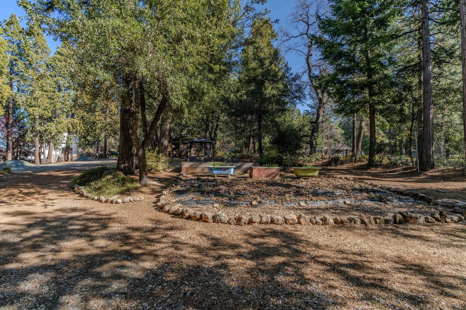 24985 Shake Ridge Road Volcano, CA 95689 - Photo 80 of 92 a view of outdoor space with trees