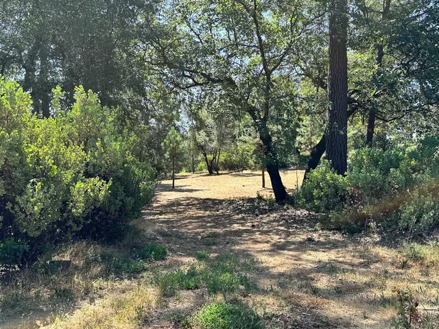 a view of a tree with a yard