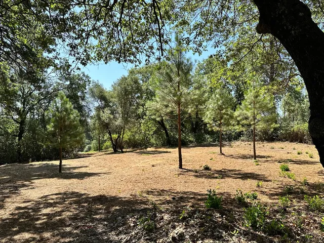 a view of empty space with large trees