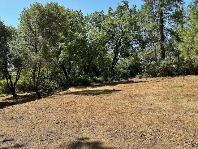 a view of a yard with large trees