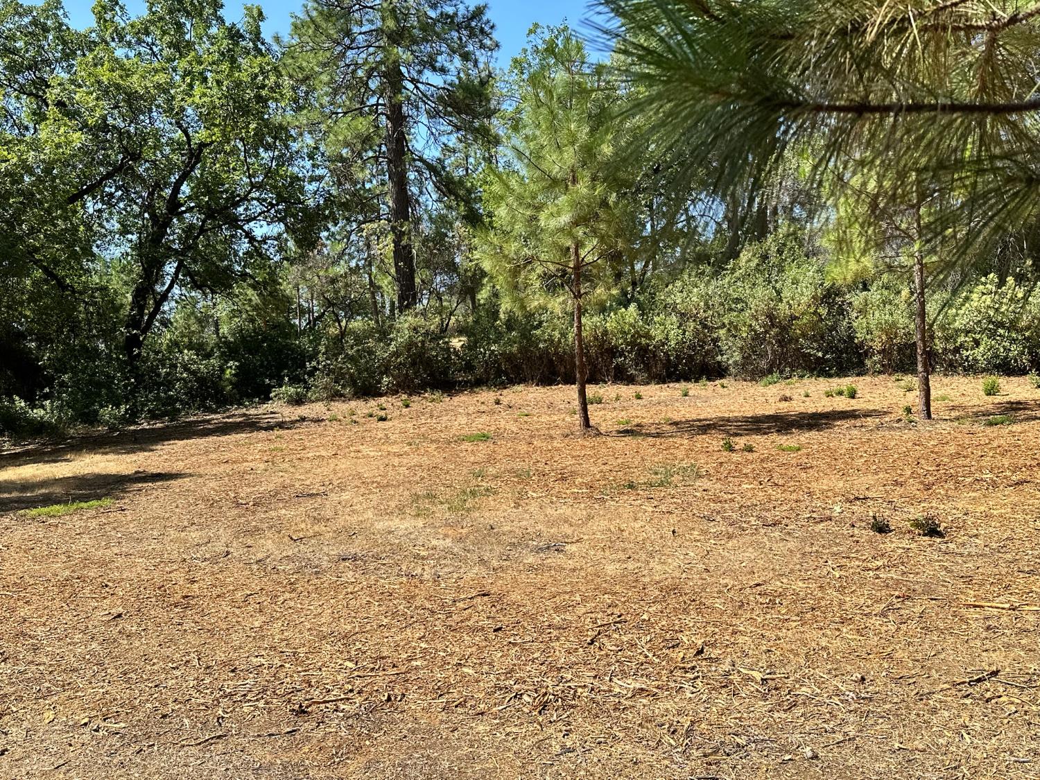 4003 Summit View Court Meadow Vista, CA 95722 - Photo 20 of 40 a view of a yard with large trees