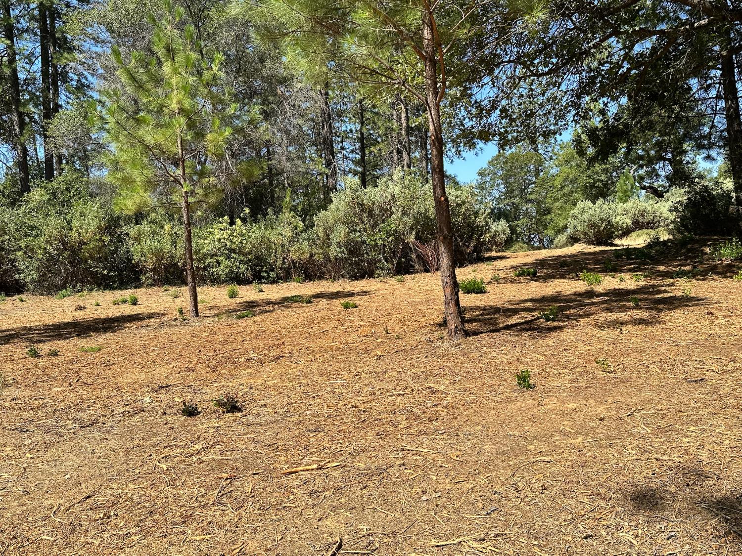 4003 Summit View Court Meadow Vista, CA 95722 - Photo 21 of 40 a view of empty space with trees