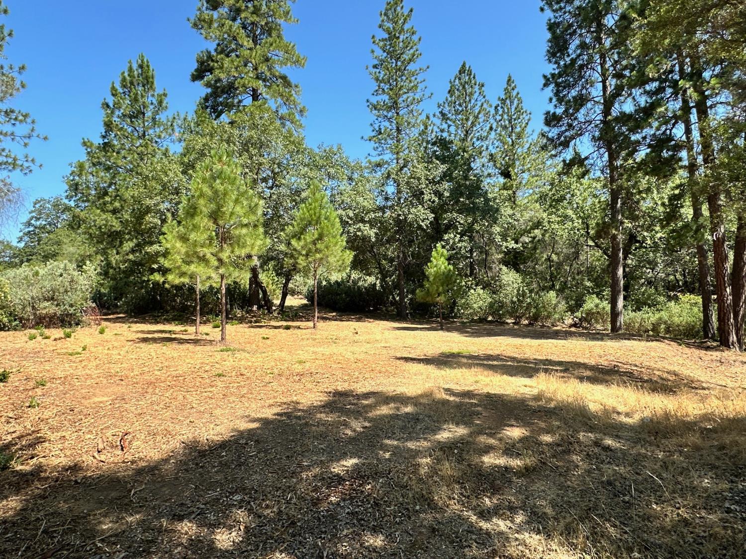 4003 Summit View Court Meadow Vista, CA 95722 - Photo 26 of 40 a view of a yard with a tree