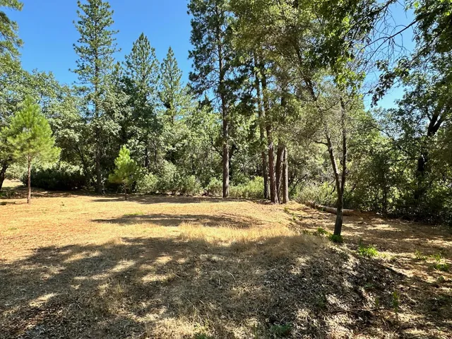 a view of a tree with a yard