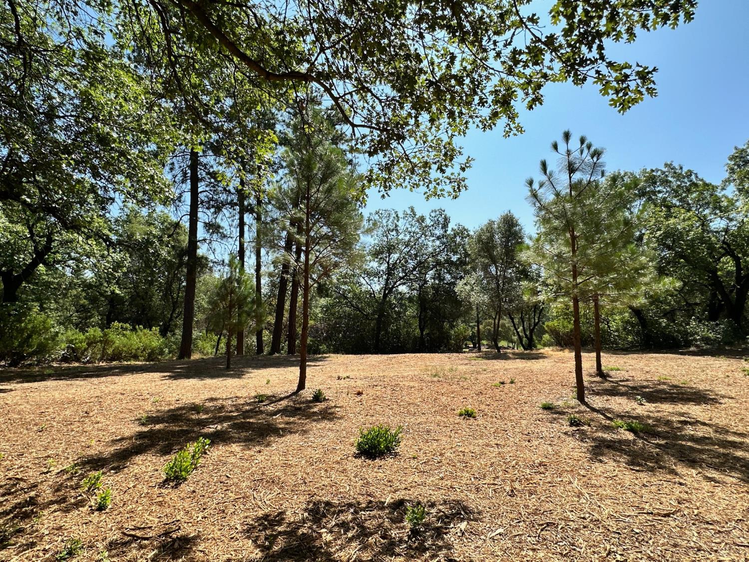 4003 Summit View Court Meadow Vista, CA 95722 - Photo 3 of 40 a view of a yard covered with snow in front of house