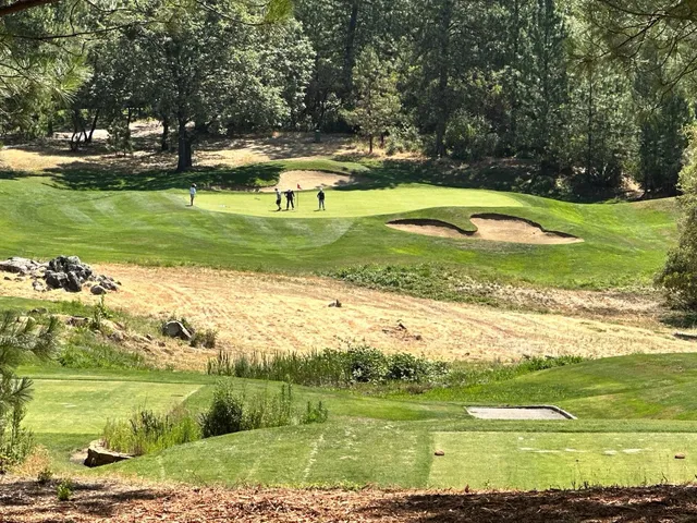 a view of a yard with a large tree